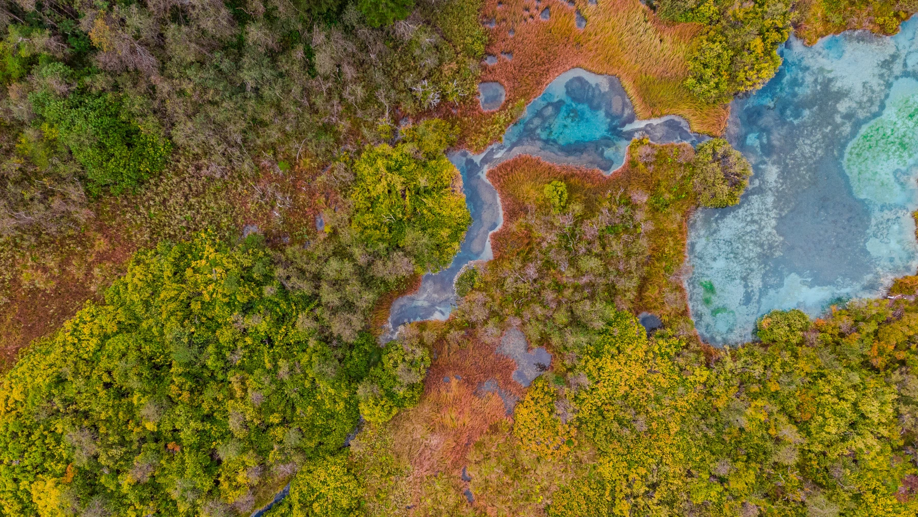 Aerial view of a vibrant wetland ecosystem showing a mix of dense green forest, reddish-brown marsh vegetation, and winding blue waterways with clear pools. The scene features rich textures and diverse colors, highlighting the natural mosaic of the landscape.